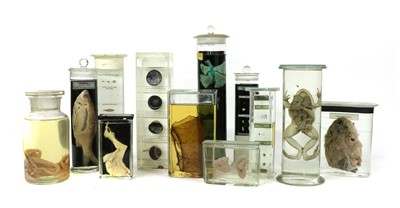 Lot 200 - SCIENTIFIC SPECIMENS