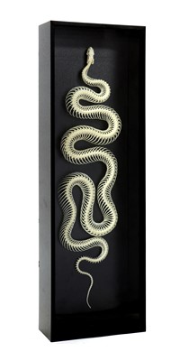 Lot 238 - A MOUNTED SNAKE SKELETON
