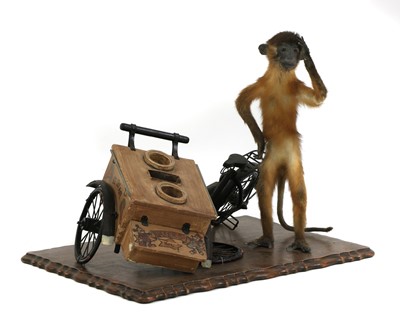 Lot 90 - GOLDEN-BELLIED MAGANBEY MONKEY