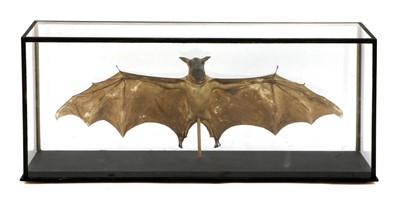 Lot 17 - HAMMERHEAD FRUIT BAT