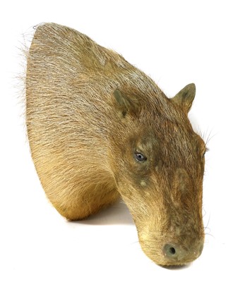 Lot 236 - CAPYBARA