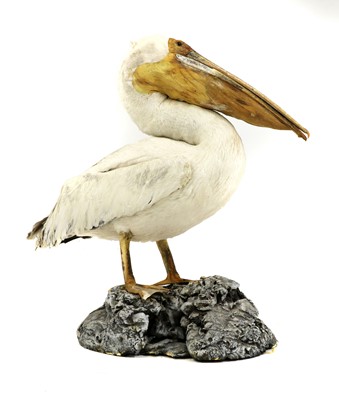 Lot 206 - PELICAN