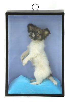Lot 230 - CHIHUAHUA
