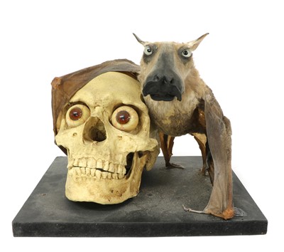 Lot 18 - HAMMER-HEADED FRUITBAT VANITAS