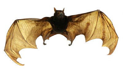 Lot 14 - LARGE FLYING FOX