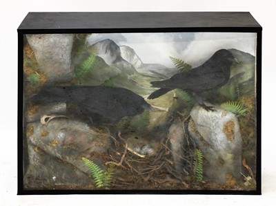 Lot 208 - RAVENS
