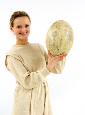 Lot 247 - ELEPHANT BIRD EGG