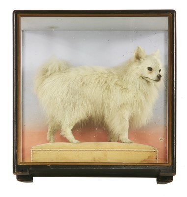 Lot 231 - WHITE POMERANIAN DOG