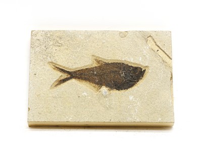 Lot 63 - A Diplomystus fish fossil (USA)