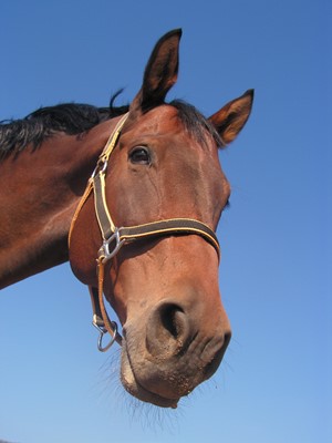 Lot 27 - Behind the scenes at Newmarket