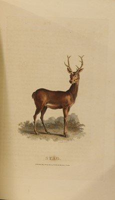Lot 81 - Daniel, W B