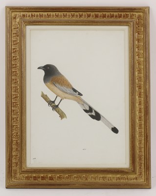 Lot 132 - Calcutta School, c.1800