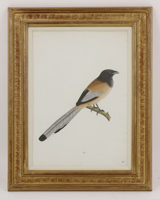 Lot 132 - Calcutta School, c.1800