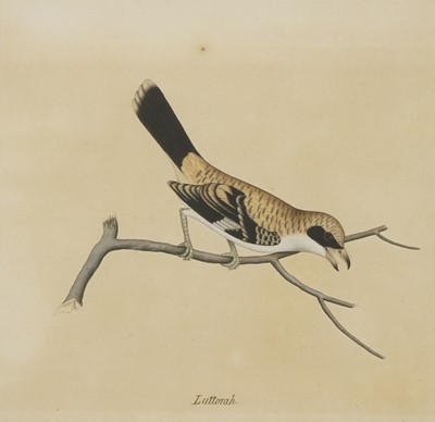 Lot 168 - Company School, 19th century