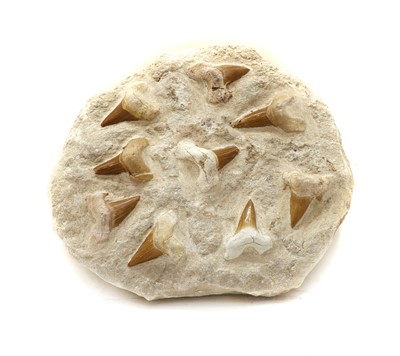 Lot 328 - An Otodus shark tooth slab