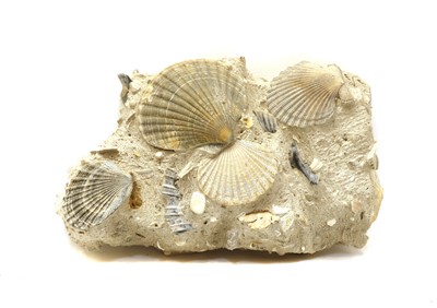 Lot 314 - A Pecten Benedictus shell fossil group