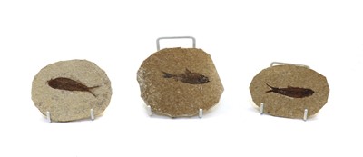 Lot 326 - Three Knightia fish fossils