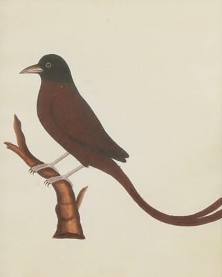 Lot 148 - Company School, 19th century