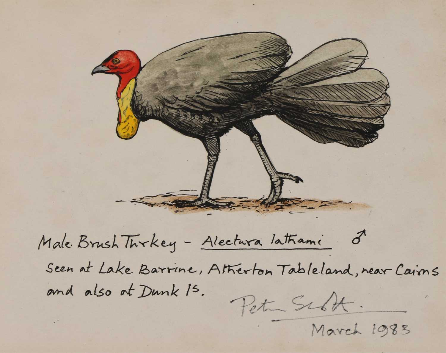 Lot 181 - Sir Peter Markham Scott (1909-1989)