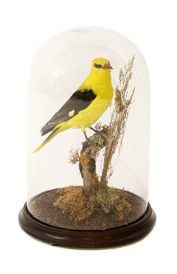 Lot 129 - Taxidermy: golden oriole, male (Oriolus oriolus)