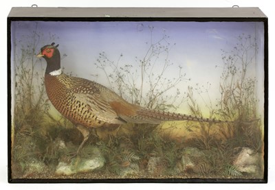 Lot 126 - Taxidermy: pheasant, male (Phasianus colchicus)