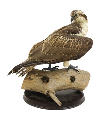Lot 135 - Taxidermy: osprey (Pandion haliaetus)