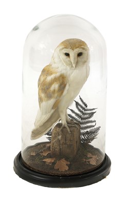 Lot 137 - Taxidermy: barn owl (Tyto alba)