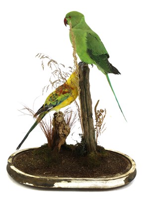 Lot 128 - Taxidermy: rose-ringed parakeet (Psittacula krameri) and hybrid sun conure (Aratinga solstitialis)