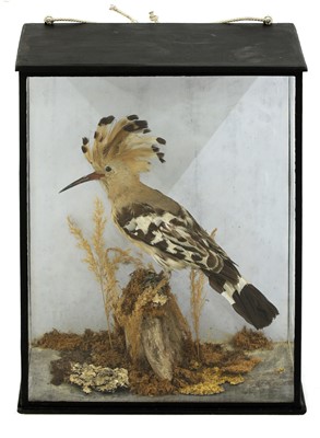 Lot 132 - Taxidermy: a hoopoe (Upupa epops)