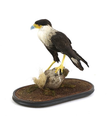 Lot 136 - Taxidermy: crested caracara (Caracara cheriway)