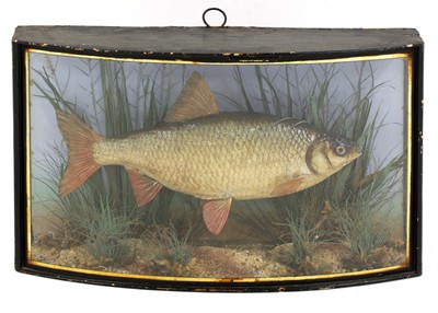 Lot 109 - Taxidermy: a cased Homer Roach