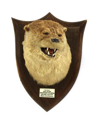 Lot 116 - Taxidermy: A dog otter mask