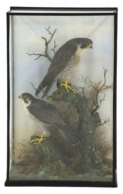 Lot 141 - Taxidermy: a pair of peregrine falcons (Falco peregrinus)