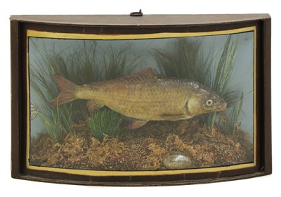 Lot 110 - Taxidermy: A carp (Cyprinus carpio)
