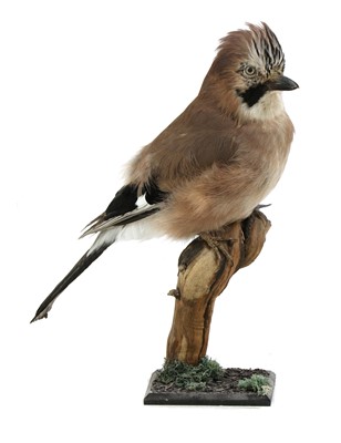 Lot 131 - Taxidermy: a jay (Garrulus glandarius)