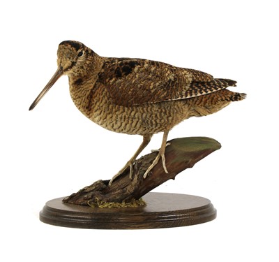 Lot 121 - Taxidermy: a woodcock (Scolopax rusticola)