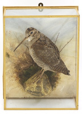 Lot 123 - Taxidermy: A Woodcock (Scolopax rusticola)