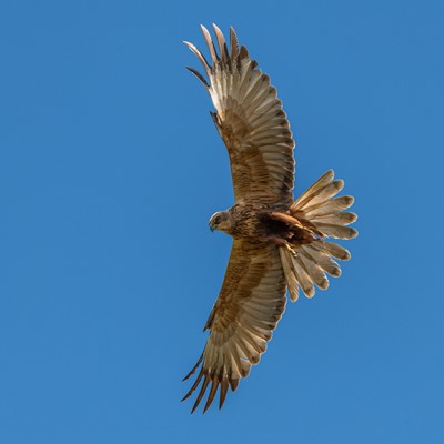 Lot 29 - Guided birdwatching at Lakenheath Fen