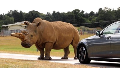 Lot 28 - Entry into Woburn Safari Park