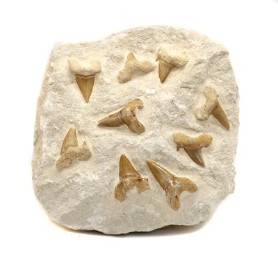 Lot 121 - An Otodus shark teeth slab