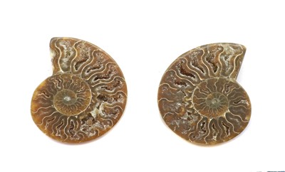Lot 126 - A pair of polished Madagascan ammonites