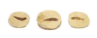 Lot 128 - Three Knightia fish