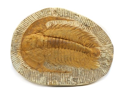 Lot 50 - A large Devonian period cambropallas trilobite