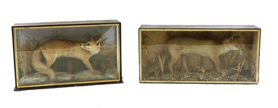 Lot 378 - Fox, (Vulpes vulpes) taxidermy specimen