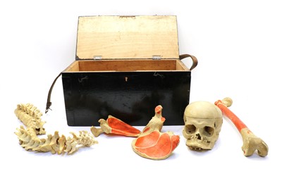 Lot 242 - A human 'half skeleton'