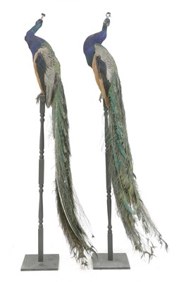 Lot 113 - An opposing pair of taxidermy peacocks