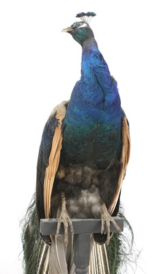 Lot 113 - An opposing pair of taxidermy peacocks