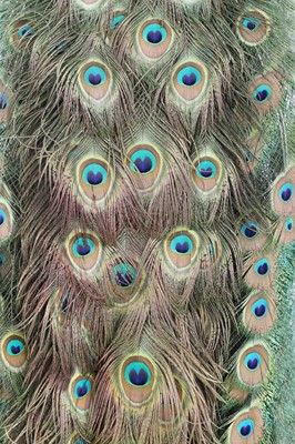 Lot 113 - An opposing pair of taxidermy peacocks