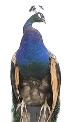 Lot 113 - An opposing pair of taxidermy peacocks