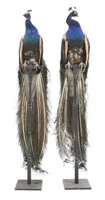 Lot 113 - An opposing pair of taxidermy peacocks